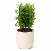 Euphorbia Trigona - Ø12cm - 40cm