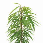 Ficus Binnendijkii Alii 80cm im 21cm Topf Nahaufnahme