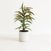 Ficus Binnendijkii Amstel King 70cm im 17cm Topf