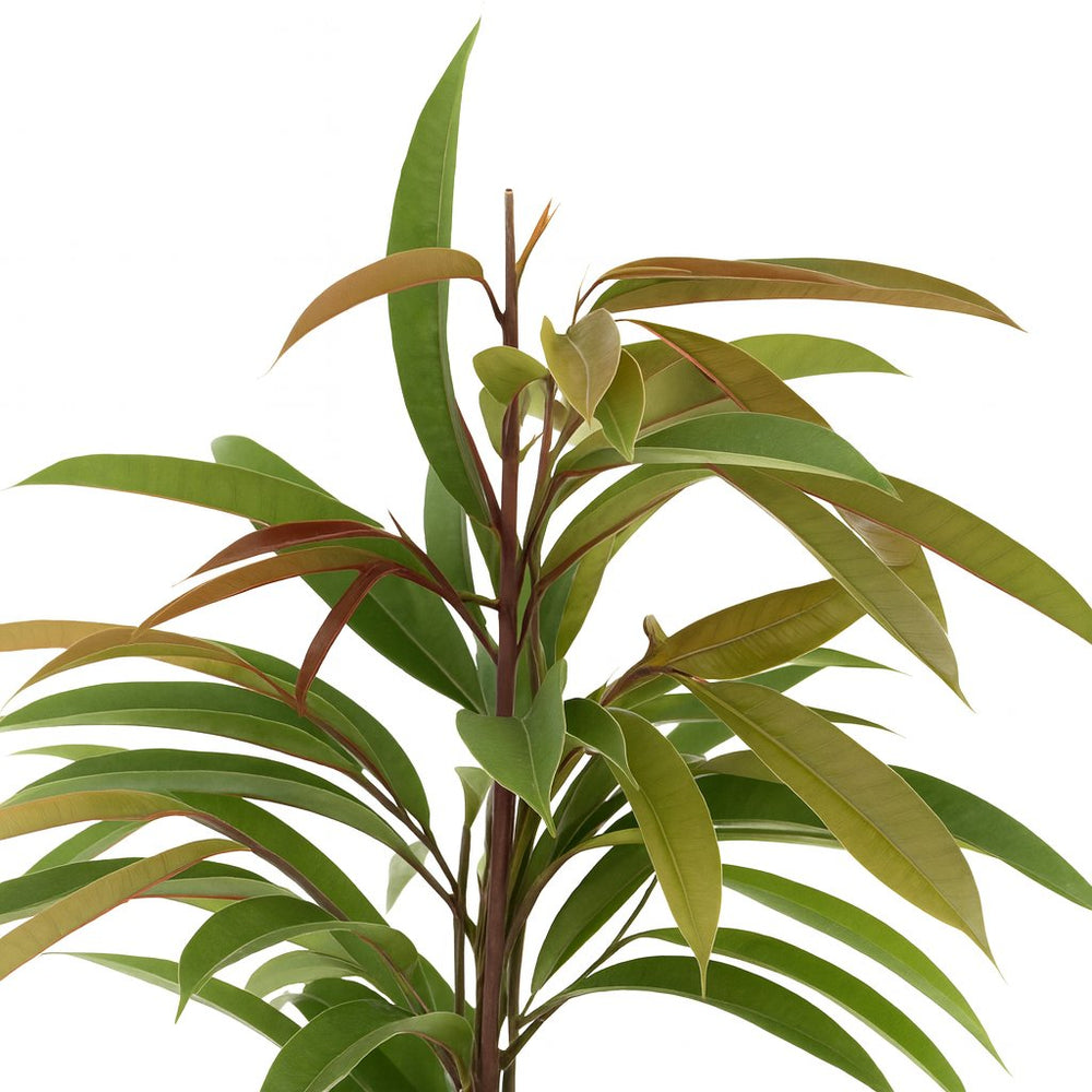 Ficus Binnendijkii Amstel King 70cm im 17cm Topf Nahaufnahme