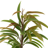 Ficus Binnendijkii Amstel King 70cm im 17cm Topf Nahaufnahme