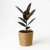 Ficus Elastica Abidjan - 55cm im Ø17cm Topf in einem modernen Studio