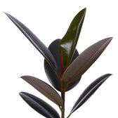 Ficus Elastica Abidjan - 55cm, Nahaufnahme der dunkelroten glänzenden Blätter