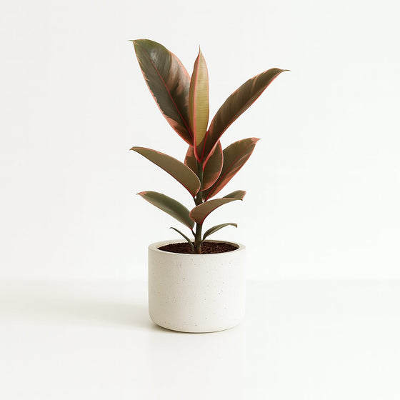Ficus Elastica Belize