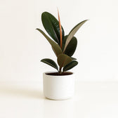 Ficus Elastica Robusta - 35cm im Ø12cm Topf in einem modernen Studio