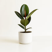 Ficus Elastica Robusta - 55cm im Ø17cm Topf in einem modernen Studio