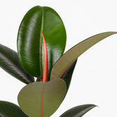 Ficus Elastica Robusta - 55cm, Nahaufnahme der glänzenden dunkelgrünen Blätter