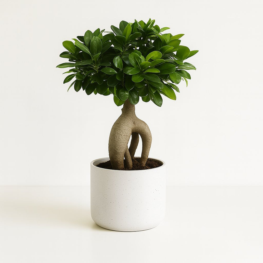 Ficus Ginseng 40cm im 17cm Topf