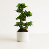 Ficus Ginseng 70cm im 27cm Topf