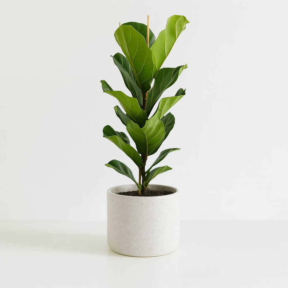 Ficus Lyrata 100cm im 21cm Topf