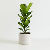 Ficus Lyrata 100cm im 21cm Topf