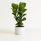 Ficus Lyrata 100cm im 27cm Topf Set