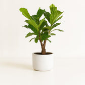 Ficus Lyrata 100cm im 26cm Topf Set