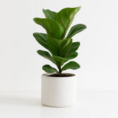 Ficus Lyrata 30cm im 12cm Topf