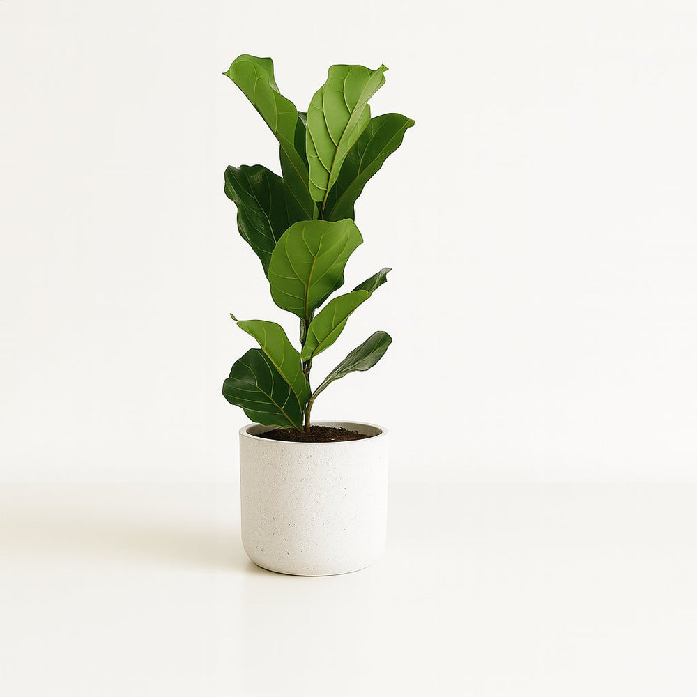 Ficus Lyrata 60cm im 17cm Topf