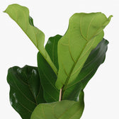 Ficus Lyrata 60cm Nahaufnahme