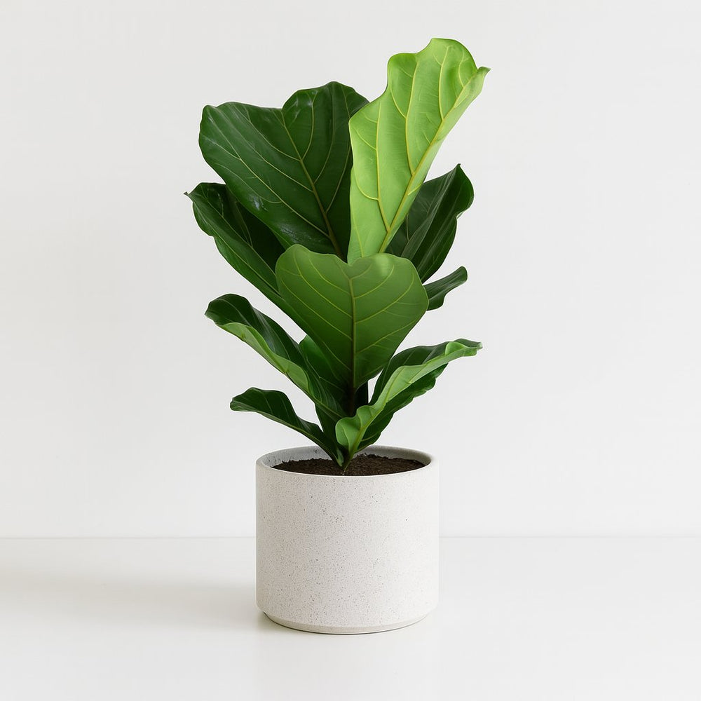 Ficus Lyrata 75cm im 17cm Topf