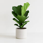 Ficus Lyrata 75cm im 17cm Topf