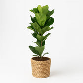 Ficus Lyrata 90cm im 21cm Topf