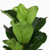 Ficus Lyrata 90cm Nahaufnahme