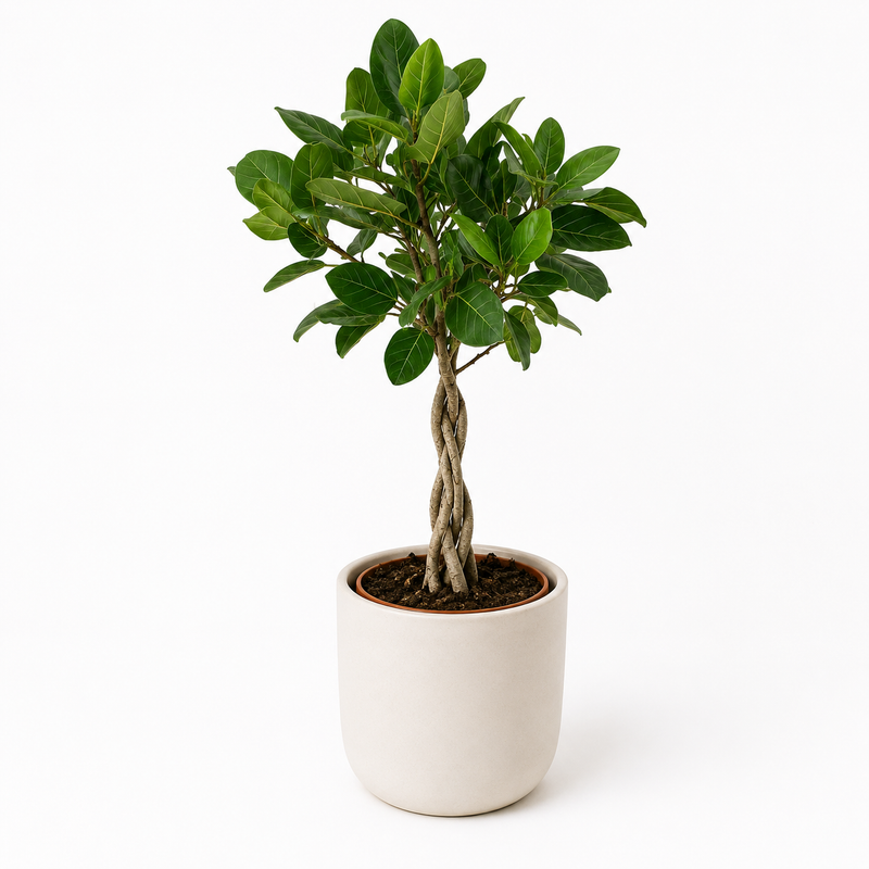 Ficus Benghalensis Audrey Detail
