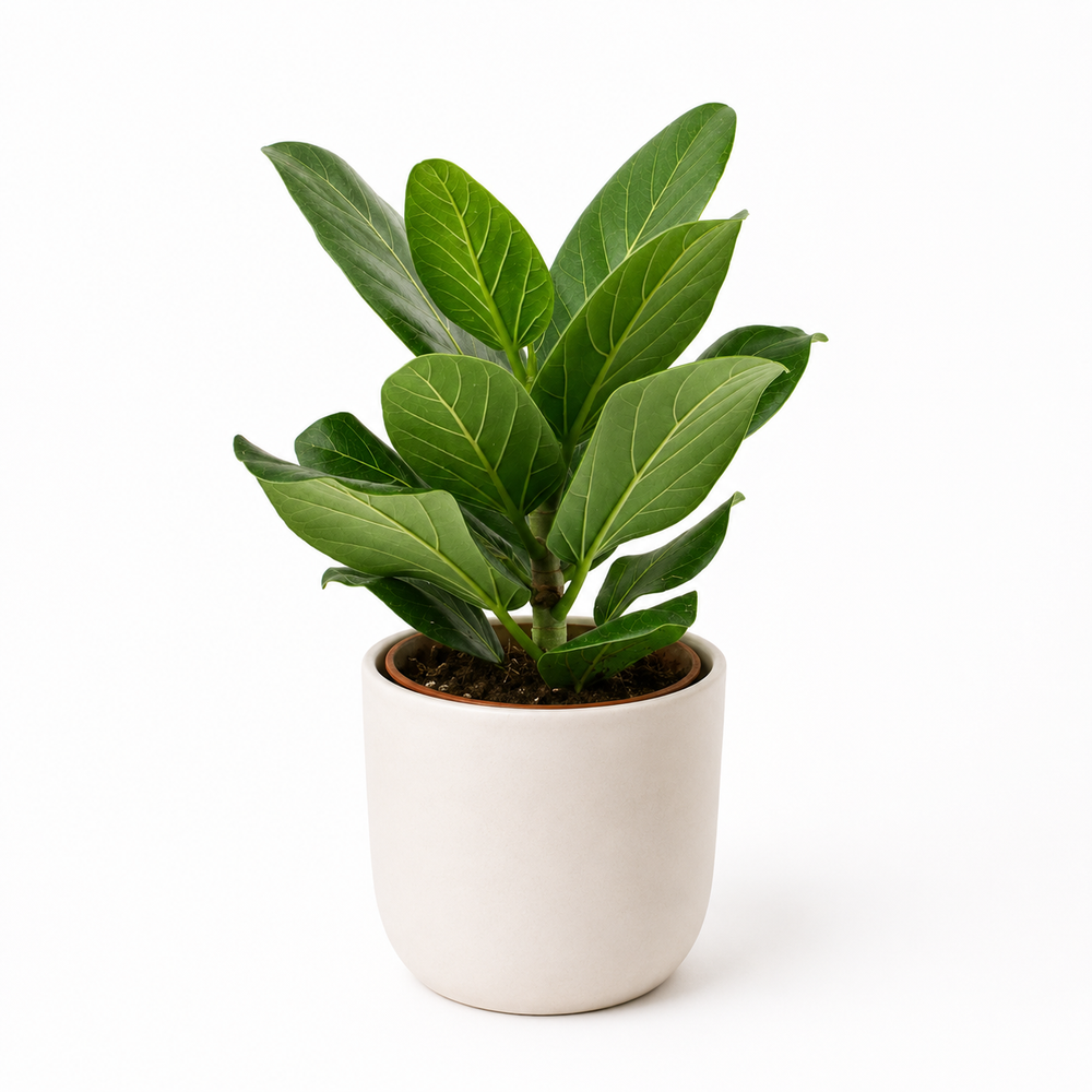 Ficus Benghalensis Audrey 30cm im 14cm Topf