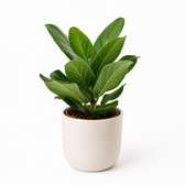Ficus Benghalensis Audrey 30cm im 14cm Topf