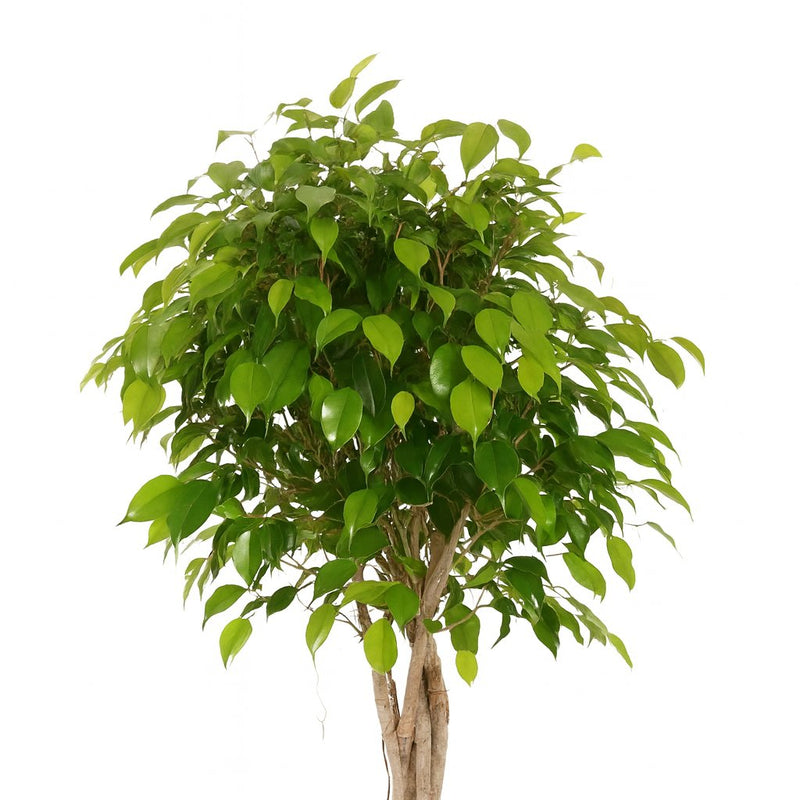 Ficus Benjamina Exotica - 120cm Detail