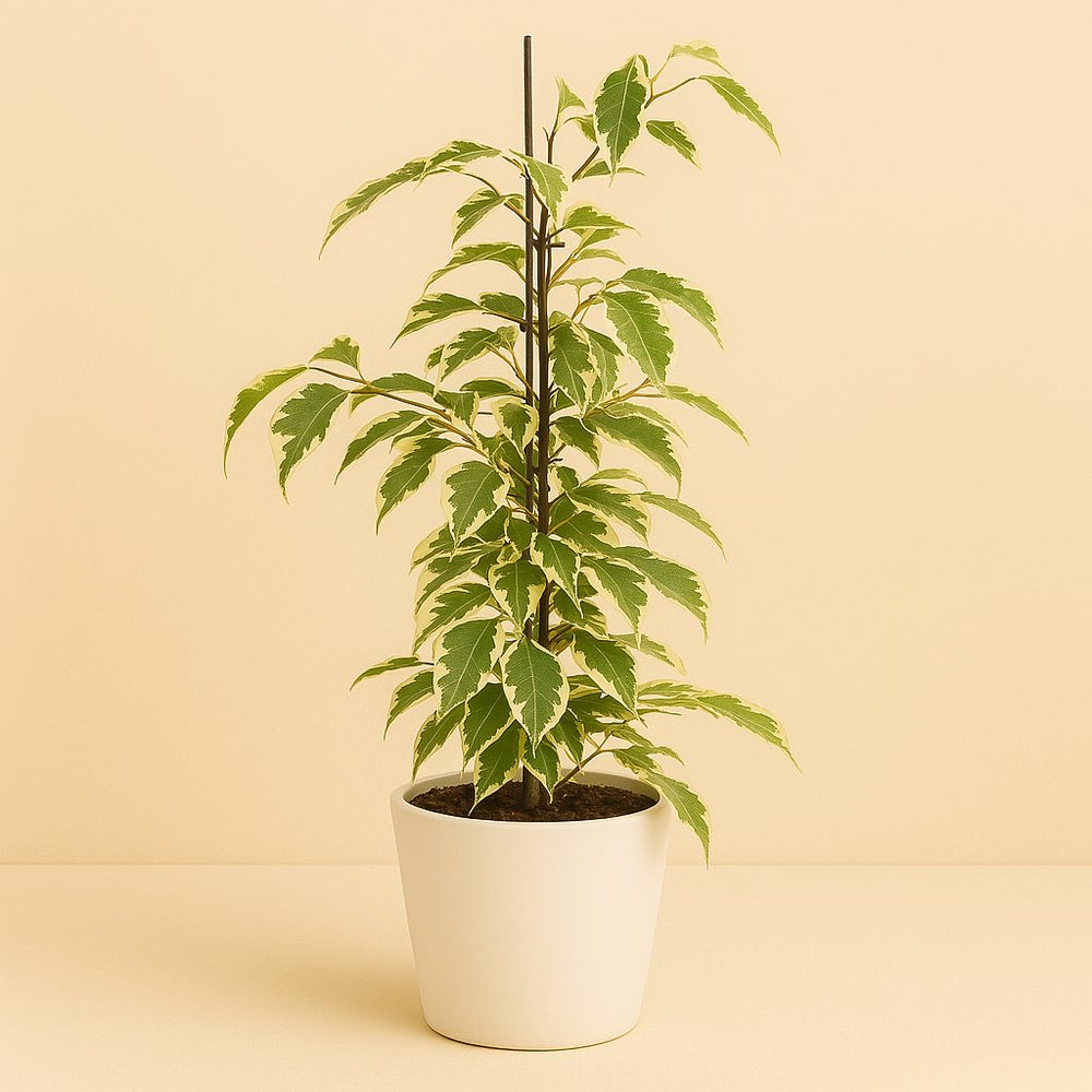 Ficus Benjamina Samantha 55cm im 14cm Topf
