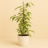 Ficus Benjamina Samantha 55cm im 14cm Topf