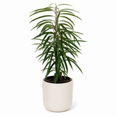 Ficus Binnendijkii Alii 70cm im 17cm Topf