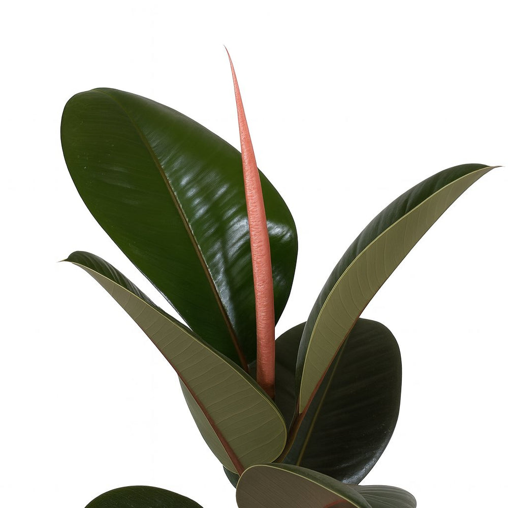 Ficus Elastica Robusta - 35cm, Nahaufnahme der dunkelgrünen ledrigen Blätter