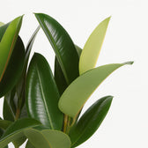 Ficus Elastica Robusta - 85cm im Ø27cm Topf in einem modernen Studio