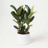 Ficus Elastica Robusta - 85cm, Nahaufnahme des kräftigen Stamms und der großen Blätter