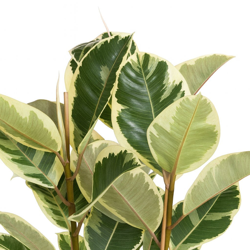 Ficus Elastica Tineke - 100cm, Nahaufnahme der großen panaschierten Blätter
