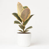 Ficus Elastica Tineke - 50cm im Ø17cm Topf in einem modernen Studio