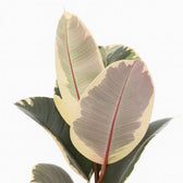Ficus Elastica Tineke - 50cm, Nahaufnahme der weiß-grün panaschierten Blätter