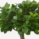 Ficus Ginseng 40cm Nahaufnahme