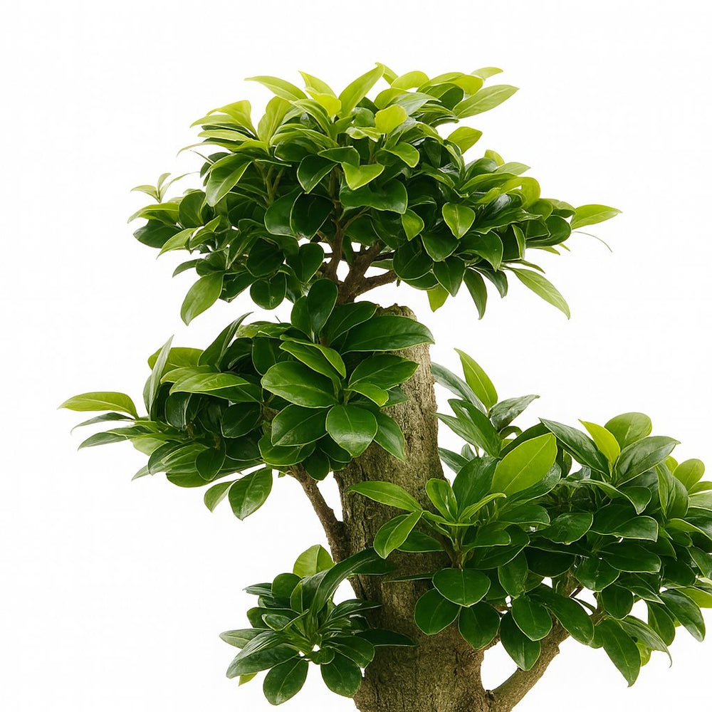 Ficus Ginseng 70cm Nahaufnahme
