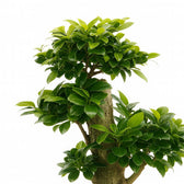 Ficus Ginseng 70cm Nahaufnahme
