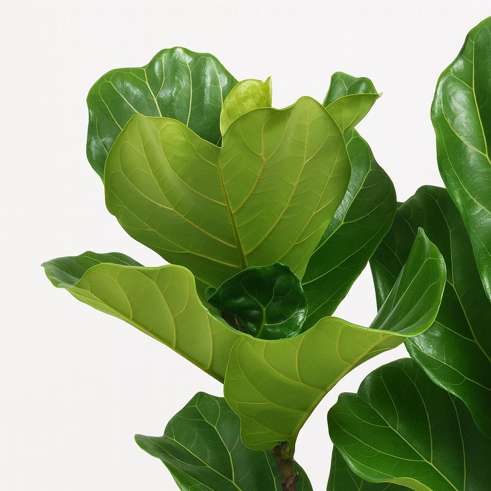 Ficus Lyrata 100cm Set Nahaufnahme