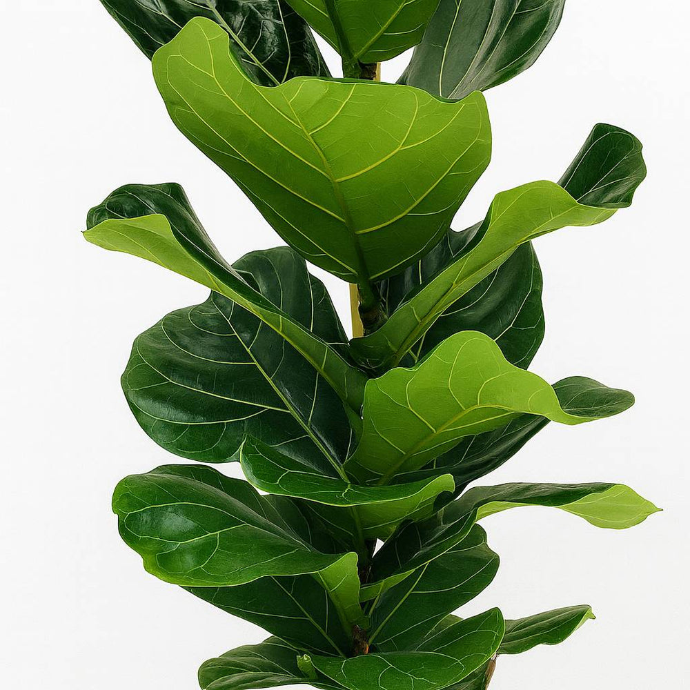Ficus Lyrata 100cm Nahaufnahme