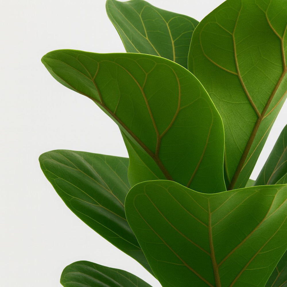 Ficus Lyrata 30cm Nahaufnahme