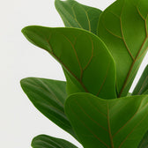 Ficus Lyrata 30cm Nahaufnahme