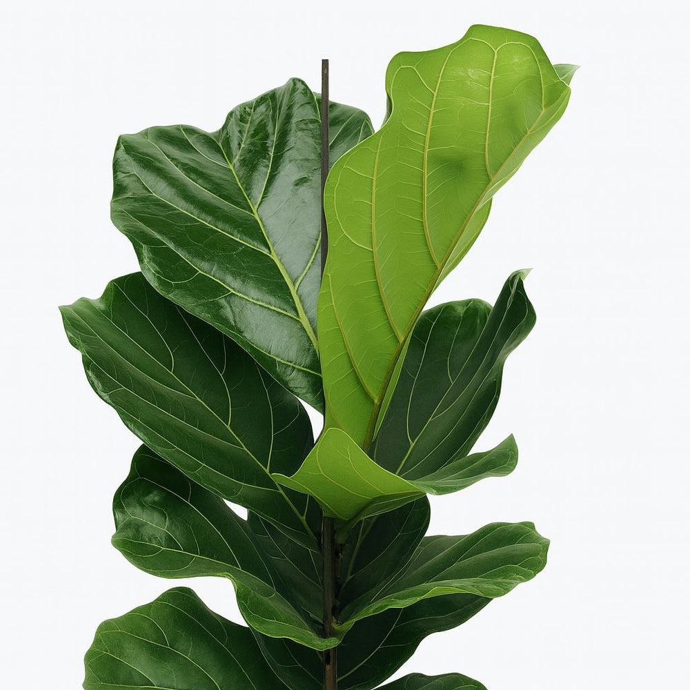 Ficus Lyrata 75cm Nahaufnahme