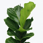 Ficus Lyrata 75cm Nahaufnahme