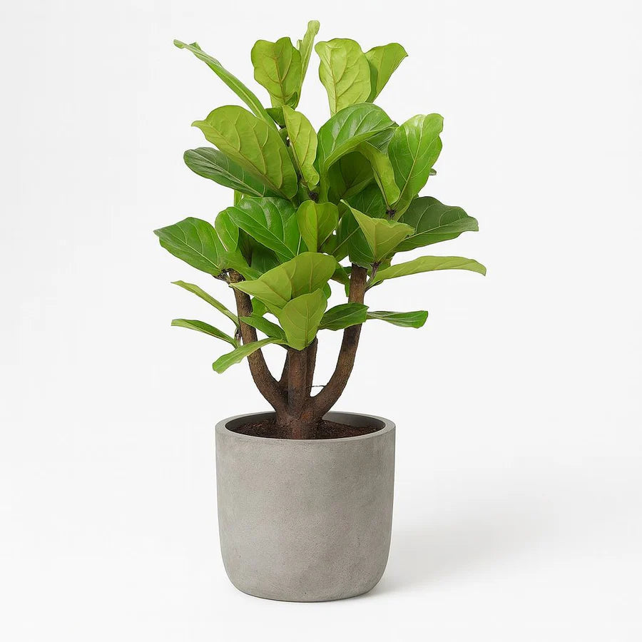 Ficus Lyrata verzweigt 120cm im 27cm Topf