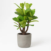 Ficus Lyrata verzweigt 120cm im 27cm Topf