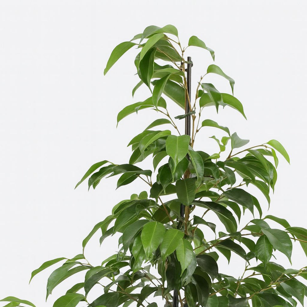 Ficus Benjamina Danielle 95cm Nahaufnahme