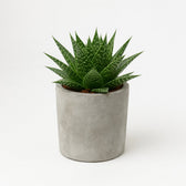 Gasteria Hybride Aurora 15cm im 11cm Topf
